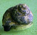 Aquarium Sea Invertebrates Turbo Snails clams, Turbo fluctuosa, brown Photo, care and description, characteristics and growing