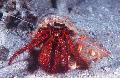 hummerit Valko-Spotted Erakkorapu  kuva, ominaisuudet ja hoito