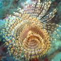 Akvárium Mořských Bezobratlých Wreathytuft Tubeworm červi fan, Spirographis sp., zelená fotografie, péče a popis, charakteristiky a pěstování