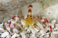  Yellow Banded Coral Shrimp  Photo, characteristics and care
