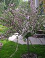 pink Garden Flowers Almond, Amygdalus Photo, cultivation and description, characteristics and growing