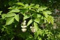 white Garden Flowers American Bladdernut, Staphylea Photo, cultivation and description, characteristics and growing