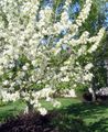 white Tuin Bloemen Appel Sier, Malus foto, teelt en beschrijving, karakteristieken en groeiend