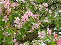 pink Tuin Bloemen Appel Sier, Malus foto, teelt en beschrijving, karakteristieken en groeiend
