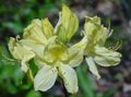 yellow Garden Flowers Azaleas, Pinxterbloom, Rhododendron Photo, cultivation and description, characteristics and growing