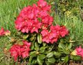 red Garden Flowers Azaleas, Pinxterbloom, Rhododendron Photo, cultivation and description, characteristics and growing