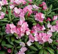 pink Garden Flowers Azaleas, Pinxterbloom, Rhododendron Photo, cultivation and description, characteristics and growing
