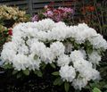 white Garden Flowers Azaleas, Pinxterbloom, Rhododendron Photo, cultivation and description, characteristics and growing