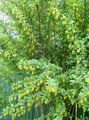 amarillo Flores de jardín Bérbero, Berberis Foto, cultivo y descripción, características y cultivación