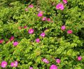 粉红色 园林花卉 海滩玫瑰, Rosa-rugosa 照, 养殖 和 描述, 特点 和 成长