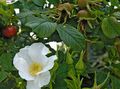 白 园林花卉 海滩玫瑰, Rosa-rugosa 照, 养殖 和 描述, 特点 和 成长
