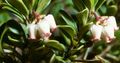 bijela Vrtne Cvjetovi Planike, Kinnikinnick, Manzanita, Arctostaphylos uva-ursi Foto, uzgajanje i opis, karakteristike i uzgoj