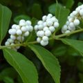 白 园林花卉 美莓, Callicarpa 照, 养殖 和 描述, 特点 和 成长