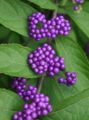 紫丁香 园林花卉 美莓, Callicarpa 照, 养殖 和 描述, 特点 和 成长