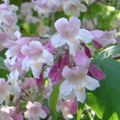 粉红色 园林花卉 美莓, Callicarpa 照, 养殖 和 描述, 特点 和 成长