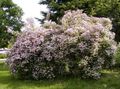 розов Градински цветове Красота Буш, Kolkwitzia снимка, отглеждане и описание, характеристики и култивиране