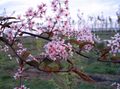 rosa Trädgårdsblommor Hägg, Körsbär Plommon, Prunus Padus Fil, uppodling och beskrivning, egenskaper och odling