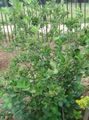 bela Vrtno Cvetje Črni Chokeberry, Aronia fotografija, gojenje in opis, značilnosti in rast
