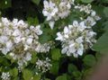 λευκό Λουλούδια κήπου Βατόμουρο, Βάτος, Rubus fruticosus φωτογραφία, καλλιέργεια και περιγραφή, χαρακτηριστικά και φυτοκομεία