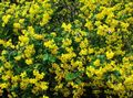 gul Trädgårdsblommor Blåsan Senna, Colutea Fil, uppodling och beskrivning, egenskaper och odling