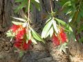 piros Kerti Virágok Csőkefét, Callistemon fénykép, termesztés és leírás, jellemzők és növekvő