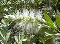 white Garden Flowers Bottlebrush, Callistemon Photo, cultivation and description, characteristics and growing