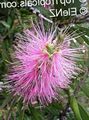 pink Garden Flowers Bottlebrush, Callistemon Photo, cultivation and description, characteristics and growing