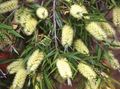 sárga Kerti Virágok Csőkefét, Callistemon fénykép, termesztés és leírás, jellemzők és növekvő