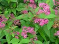pink Garden Flowers Bridal's Veil, Spiraea, Steeplebush Photo, cultivation and description, characteristics and growing
