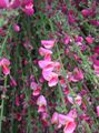 pink Garden Flowers Broom, Cytisus Photo, cultivation and description, characteristics and growing