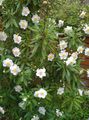 white Garden Flowers Bush Anemone, Tree Anemone, Carpenteria Photo, cultivation and description, characteristics and growing