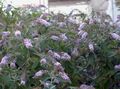 flieder Gartenblumen Schmetterlingsstrauch, Sommerflieder, Buddleia Foto, Anbau und Beschreibung, Merkmale und wächst