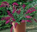 burgundy Tuin Bloemen Vlinderstruik, Zomer Lila, Buddleia foto, teelt en beschrijving, karakteristieken en groeiend