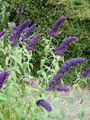 dark blue Tuin Bloemen Vlinderstruik, Zomer Lila, Buddleia foto, teelt en beschrijving, karakteristieken en groeiend