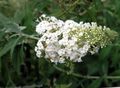white Tuin Bloemen Vlinderstruik, Zomer Lila, Buddleia foto, teelt en beschrijving, karakteristieken en groeiend