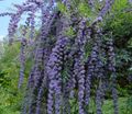 svetlo modra Vrtno Cvetje Butterfly Bush, Poletni Lila, Buddleia fotografija, gojenje in opis, značilnosti in rast