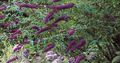 purpurowy Ogrodowe Kwiaty Butterfly Bush, Latem Bzu, Buddleia zdjęcie, uprawa i opis, charakterystyka i hodowla
