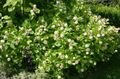 bílá Zahradní květiny Buttonbush, Med Zvony, Honeyball, Tlačítko Vrba, Cephalanthus fotografie, kultivace a popis, charakteristiky a pěstování