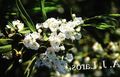 white Garden Flowers Calico bush, Laurel, Kalmia Photo, cultivation and description, characteristics and growing