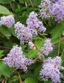 lilac Garden Flowers Californian Lilac, Ceanothus Photo, cultivation and description, characteristics and growing