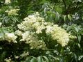white Garden Flowers Californian Lilac, Ceanothus Photo, cultivation and description, characteristics and growing
