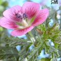 pink Garden Flowers Cape Mallow, Anisodontea capensis Photo, cultivation and description, characteristics and growing