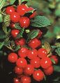 sarkans Dārza Ziedi Cerasus Tomentosa Foto, audzēšana un apraksts, raksturlielumi un augošs