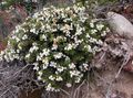 white Garden Flowers Chilean Wintergreen, Pernettya, Gaultheria mucronata Photo, cultivation and description, characteristics and growing