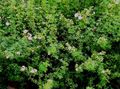 white Garden Flowers Cinquefoil, Shrubby Cinquefoil, Pentaphylloides, Potentilla fruticosa Photo, cultivation and description, characteristics and growing
