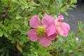 pink Garden Flowers Cinquefoil, Shrubby Cinquefoil, Pentaphylloides, Potentilla fruticosa Photo, cultivation and description, characteristics and growing