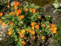 orange Garden Flowers Cinquefoil, Shrubby Cinquefoil, Pentaphylloides, Potentilla fruticosa Photo, cultivation and description, characteristics and growing