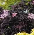 рожевий Садові Квіти Бузина, Sambucus Фото, вирощування і опис, характеристика і зростаючий