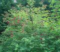 červená Záhradné kvety Obyčajný Starší, Červeno-Berried Staršie, Sambucus fotografie, pestovanie a popis, vlastnosti a pestovanie