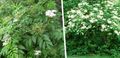 hvit Hage blomster Felles Eldre, Rød-Berried Eldre, Sambucus Bilde, dyrking og beskrivelse, kjennetegn og voksende